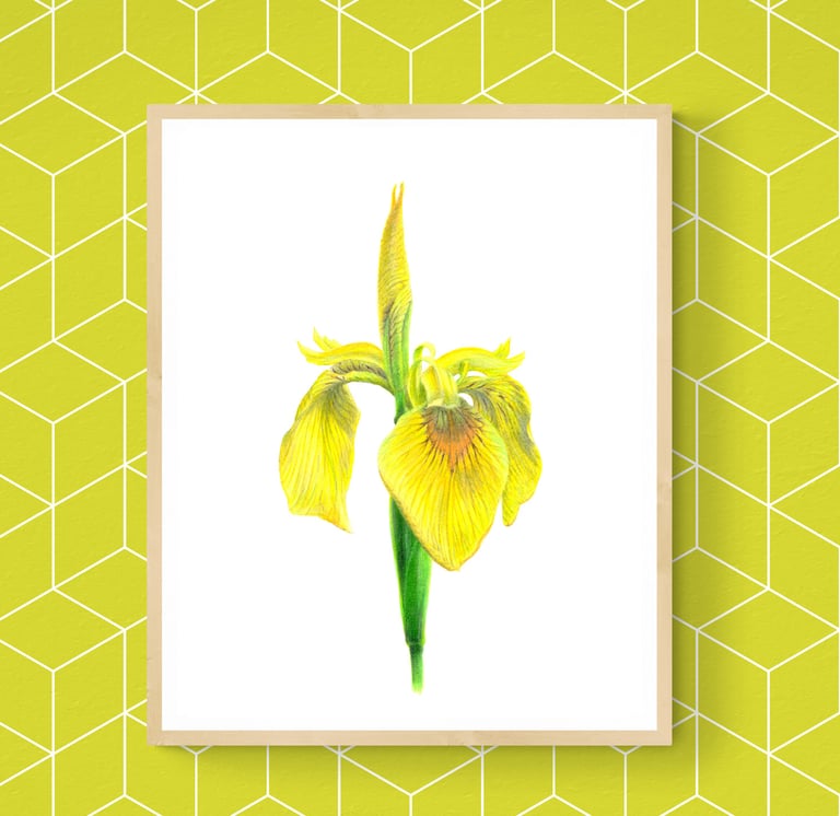 Yellow Iris print framed