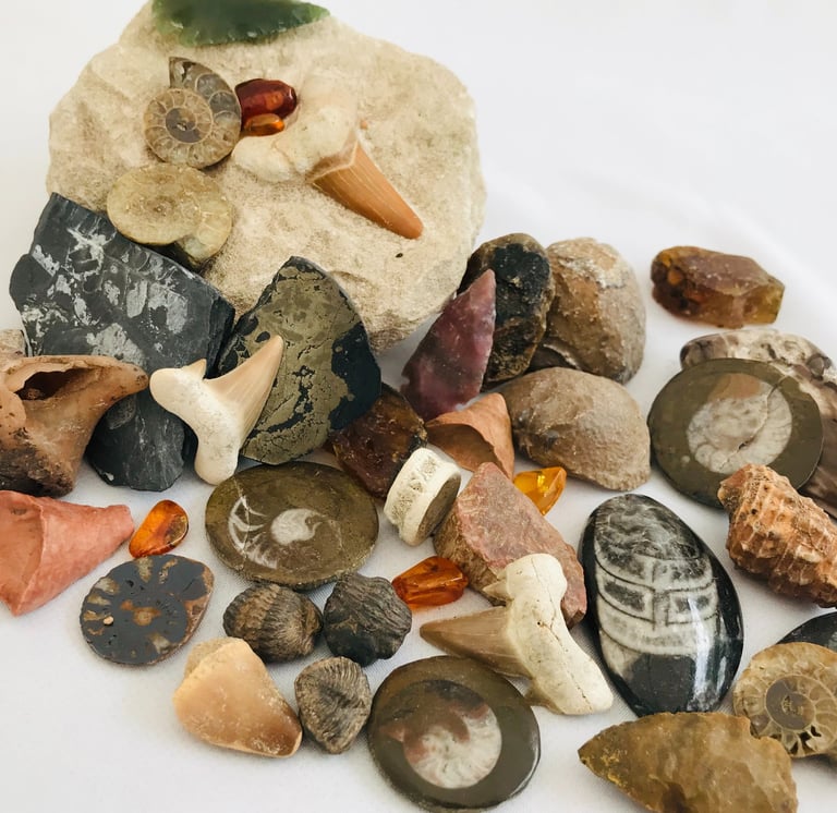Fossils, Crystals, Minerals, Precious Stones, Shark Teeth, Trilobites, Ammonites, Goniatites
