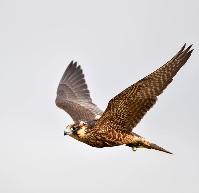 faucon au vol pendant une intervention d'effarouchement
