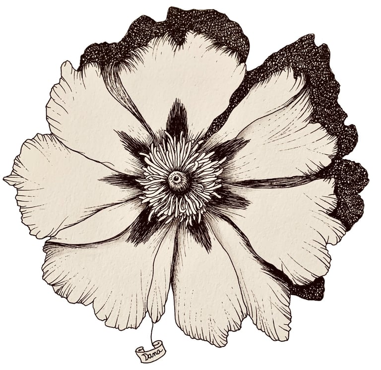 Illustration au rotring et encre de Chine représentant un ciste