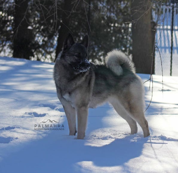 Norwegian Elkhound standing in the snow