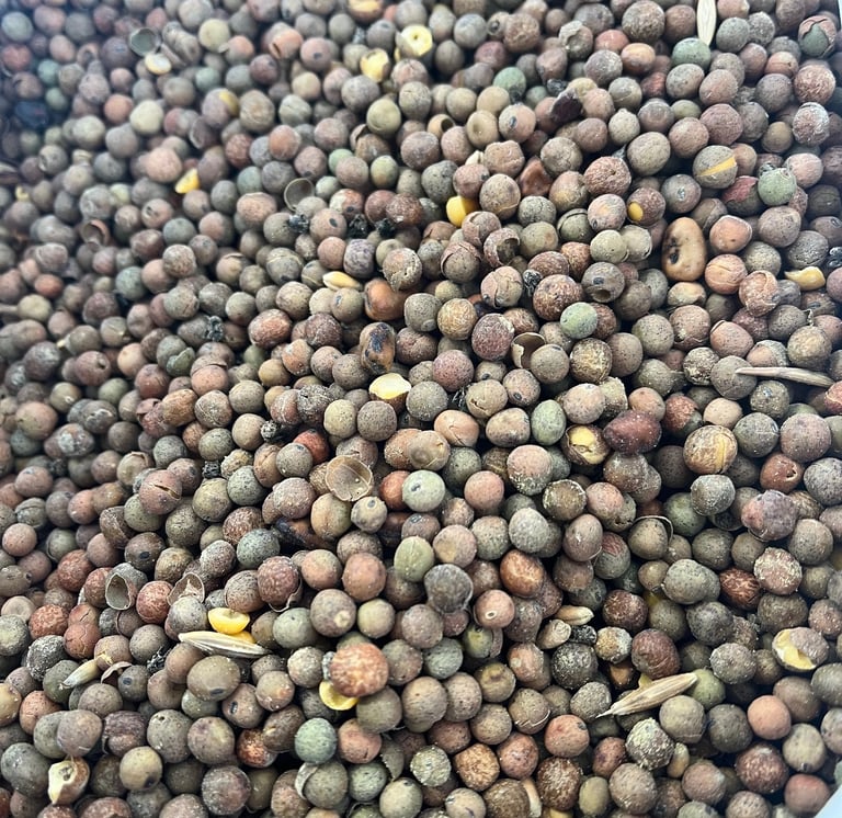 Grains de pois fourrager. Crédit photo : Terres&Graines