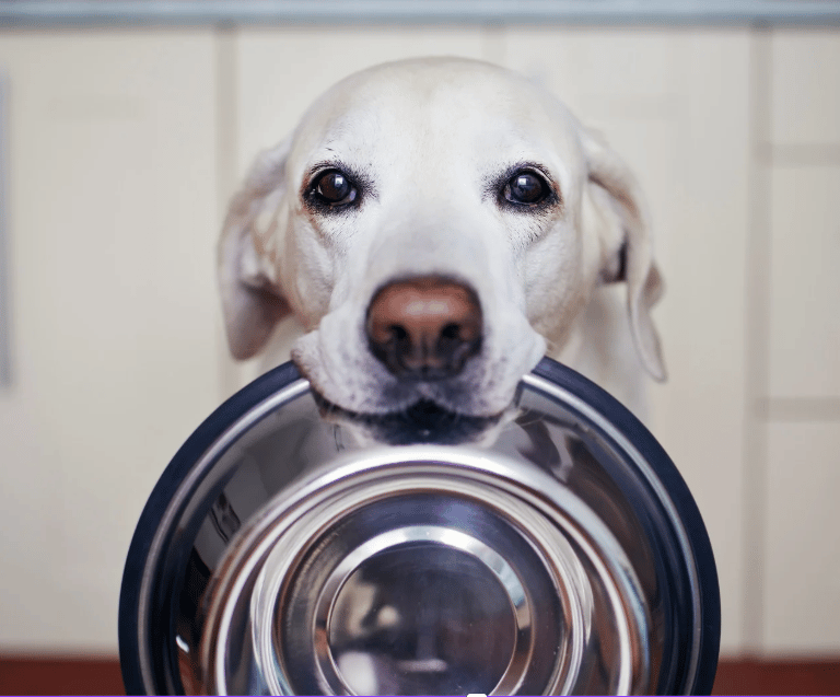 Hund hat leeren Napf im Maul