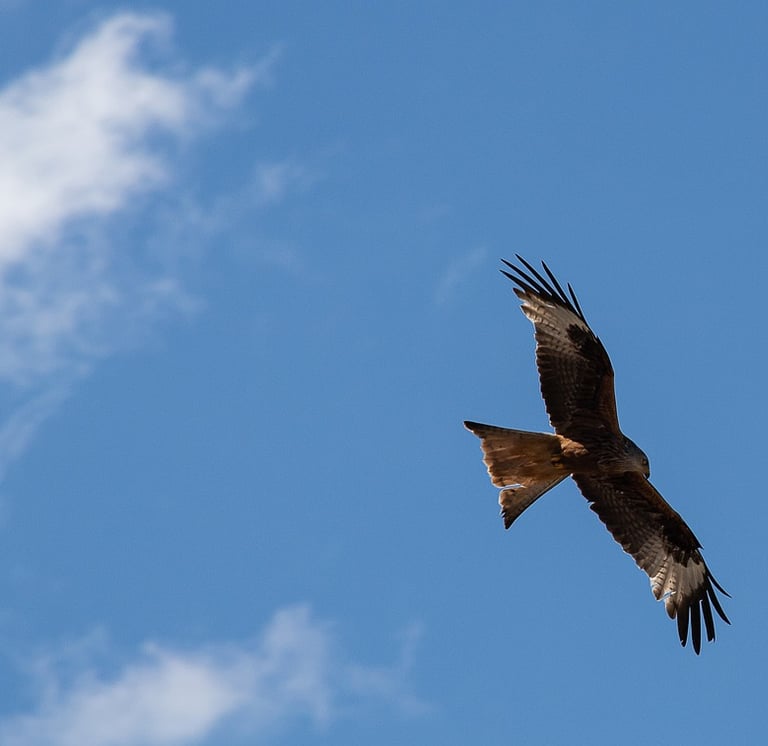 a red kite soaring through the air