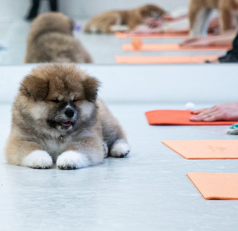 Woof Yoga - joga su šuniukais, kur pažinsite įvairias šunų veisles ir sustiprinsite kūną jogoje. 