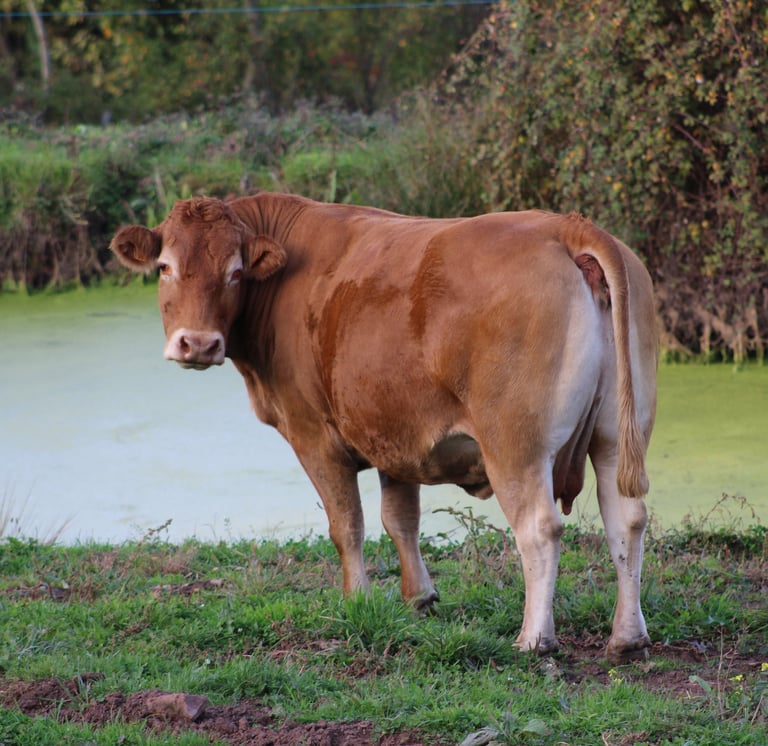 Vache qui regarde la caméra au bord de l'eau