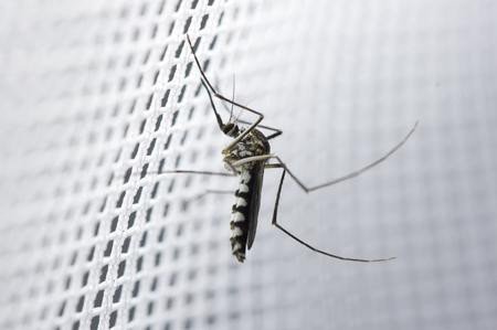 Durable and safe Mosquito Net – protects from mosquitoes and ensures a clean environment.