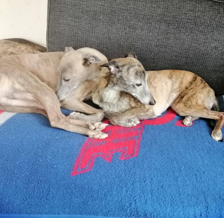 whippet tietoa