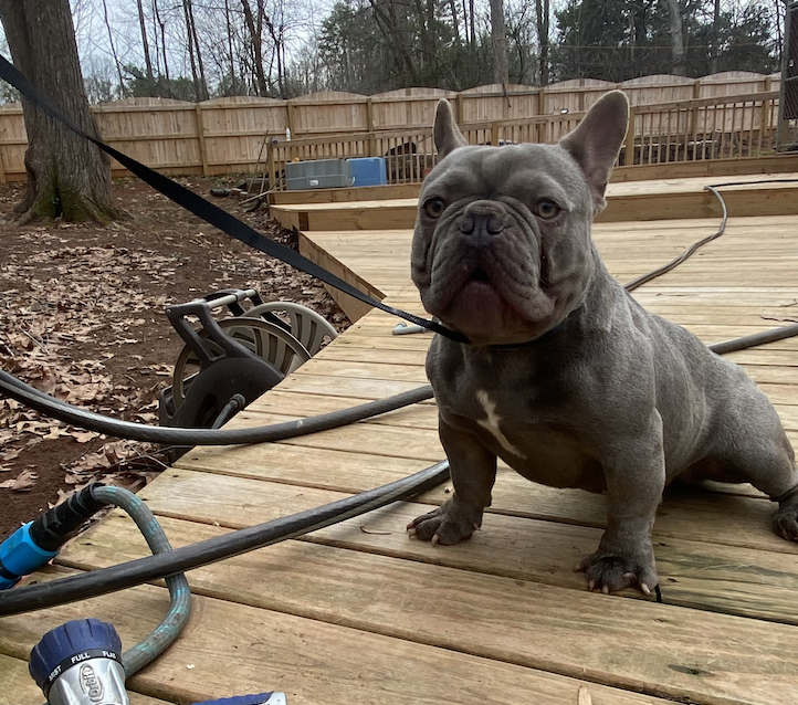 French Bulldog male 