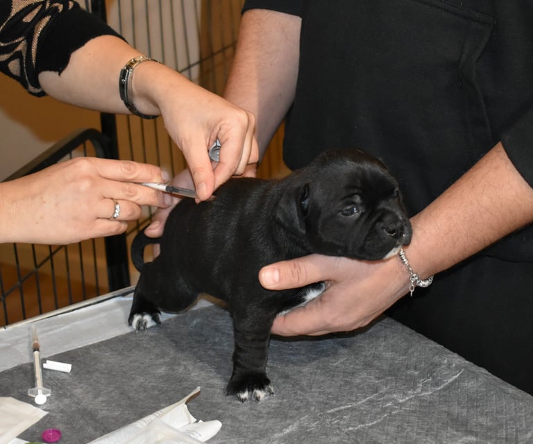 Vaccinazione di un cucciolo Staffordshire Bull Terrier nero.
