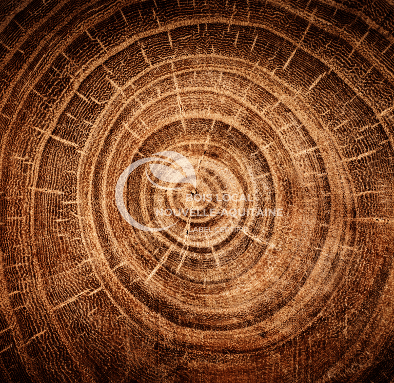 vue zoomée de l'intérieur d'un tronc