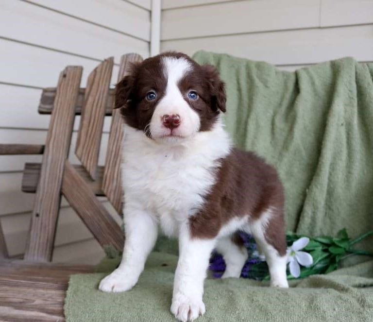Border Collie Puppies for Sale
