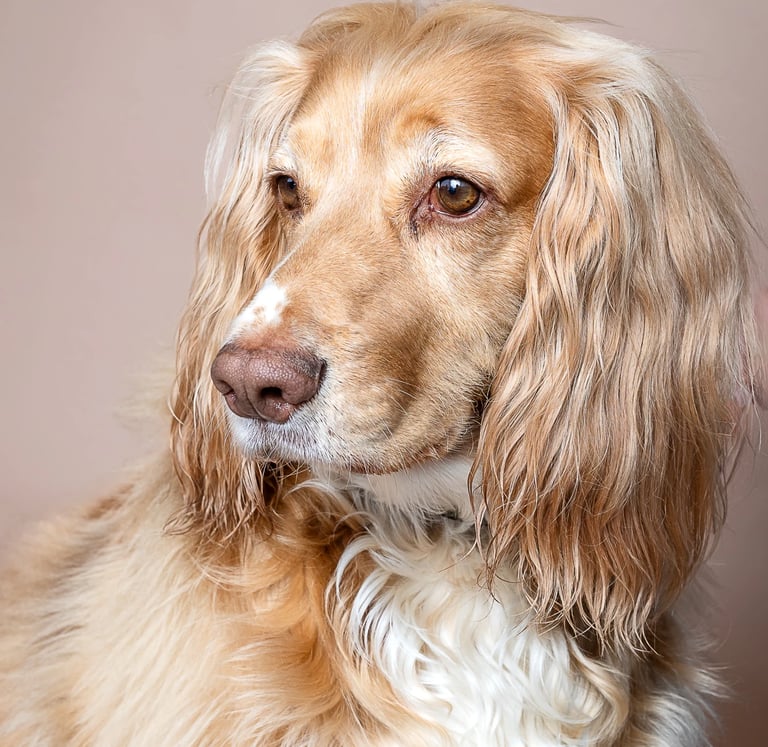 A golden cocker spaniel dog with long wavy ears and brown eyes looking sideways against a plain beige background.