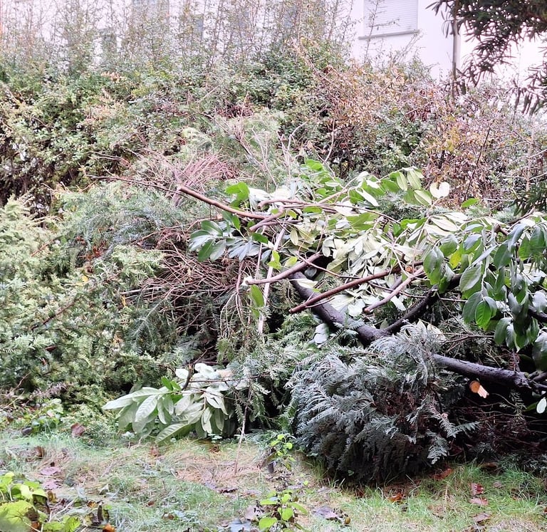 leaves, branches and old wood: great ingeredients for various natural composting methods