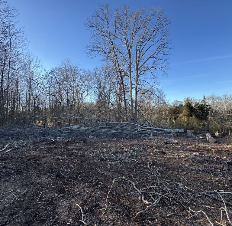 large-tree-after-being-professionally-cut-down-by-pdr