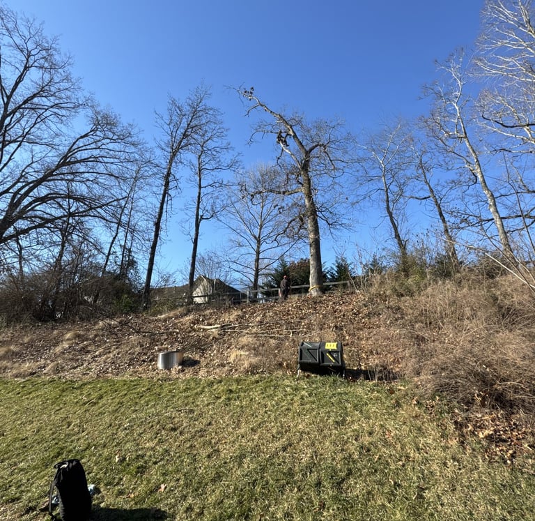 professional-tree-removal-loudon-tn