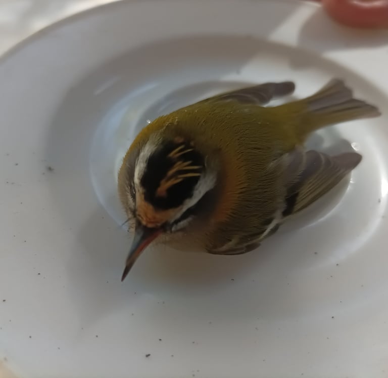 A groggy firecrest recovers