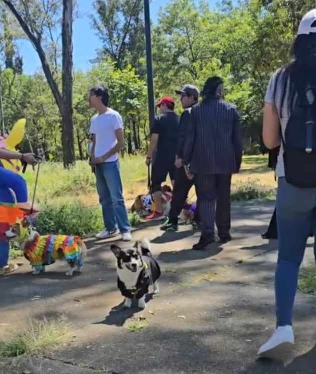 Perros Corgi con disfraces coloridos en un desfile de mascotas al aire libre en un parque soleado.