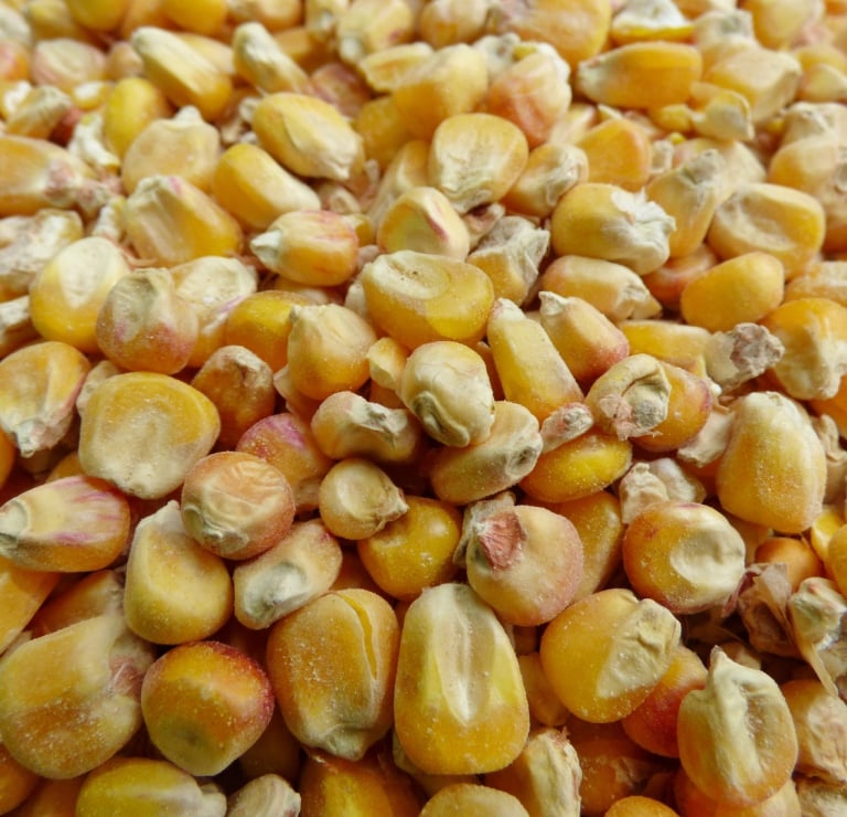 Grains de maïs. Crédit photo : Terres&Graines