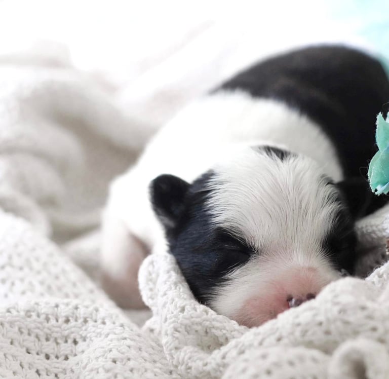 Yakutian laika puppies