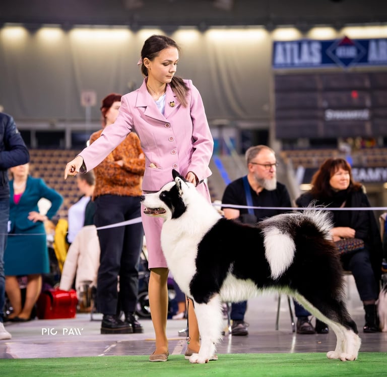 Yakutian laika show kennel