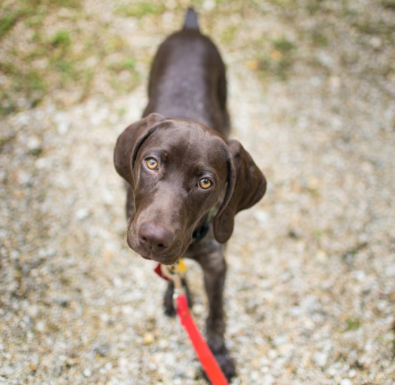 Dog training session in tampa teaching leash manners to chocolate Labrador puppy
