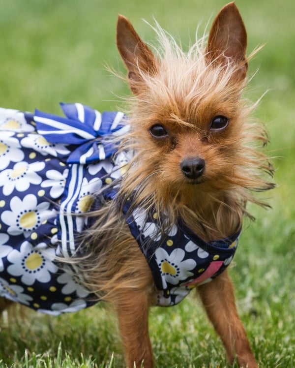 Perro Chihuahua vistiendo vestido azul con flores blancas