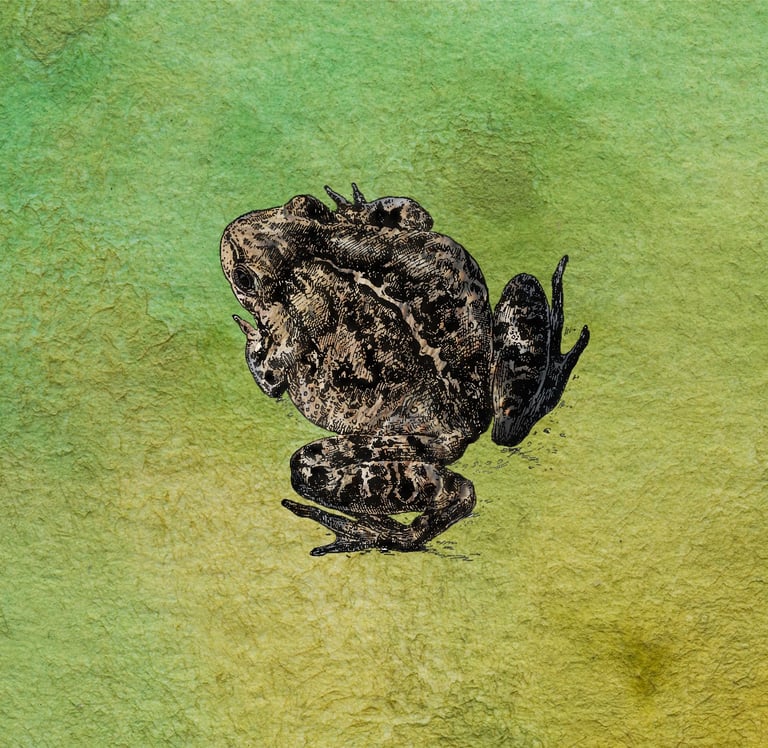 illustration of American toad