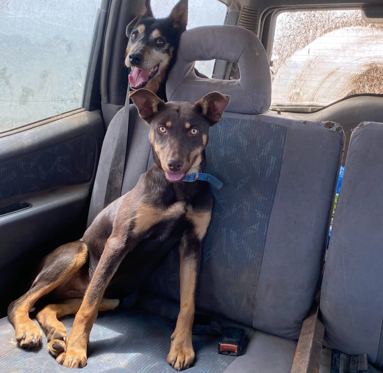 Two kelpie dogs sitting in a car, an older dog in the boot and a pup in the back seat.