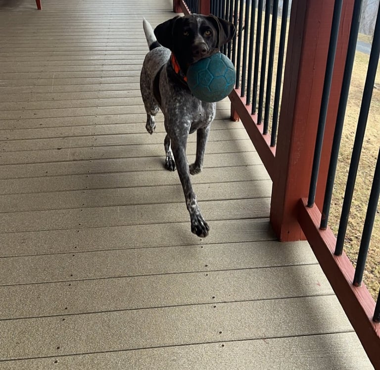 a dog is running through the porch of a house
