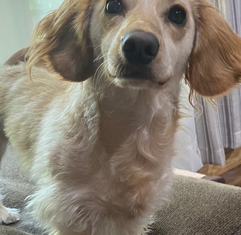 a dachshund is standing on a couch