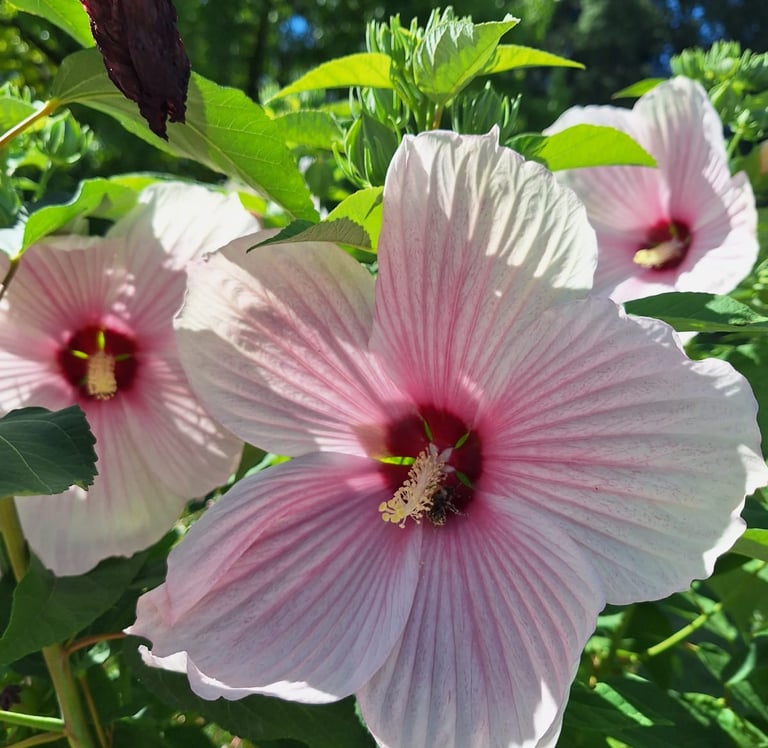 two large pink-white flower on a bush