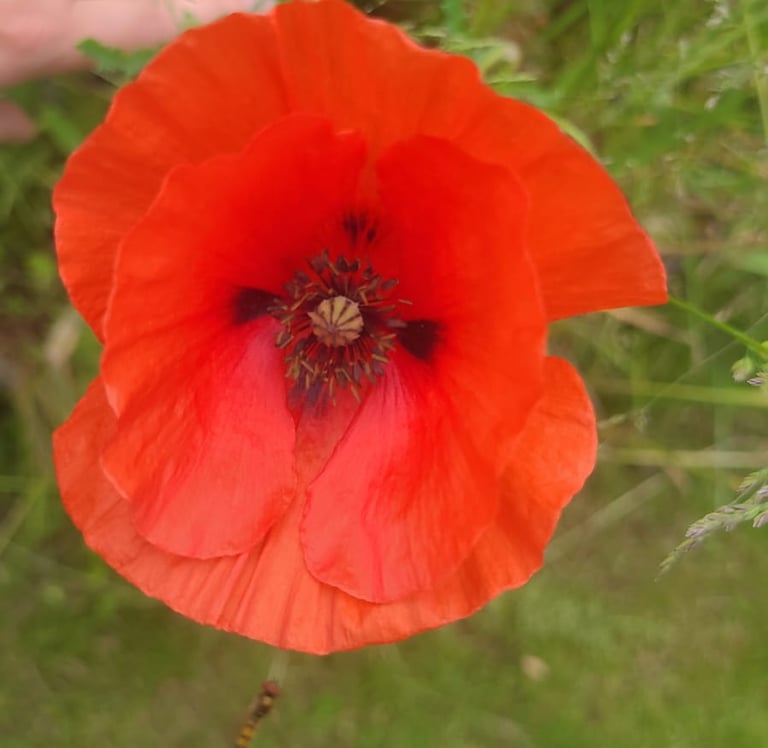 coquelicot cercle de femmes féminin sacré sororité 44 