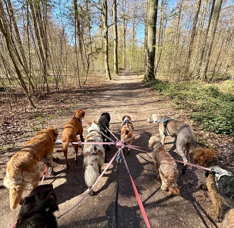 buddy doggy dog walking dog sitting Brussels