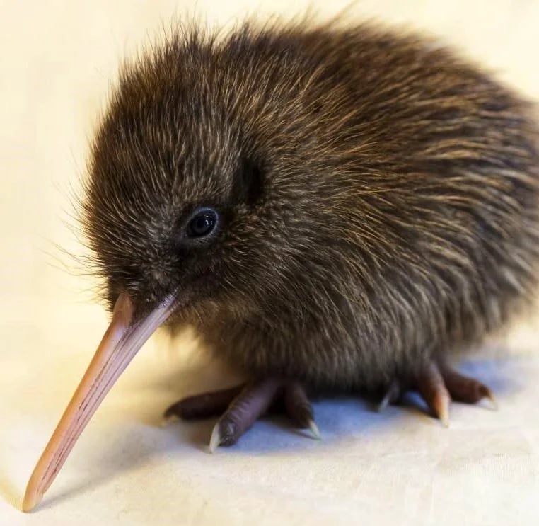 Kiwi