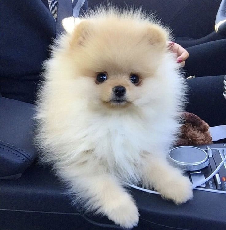 venta perro pomerania argentina