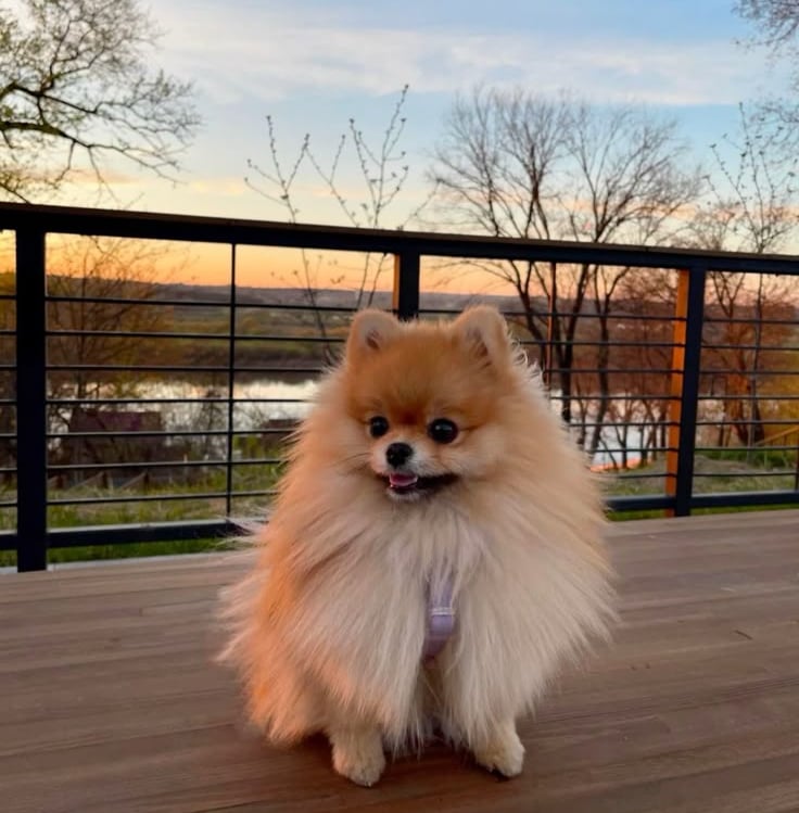 pomerania en buenos aires