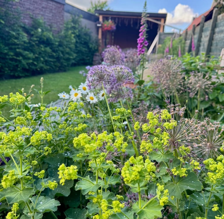 perennials for spring purple and green