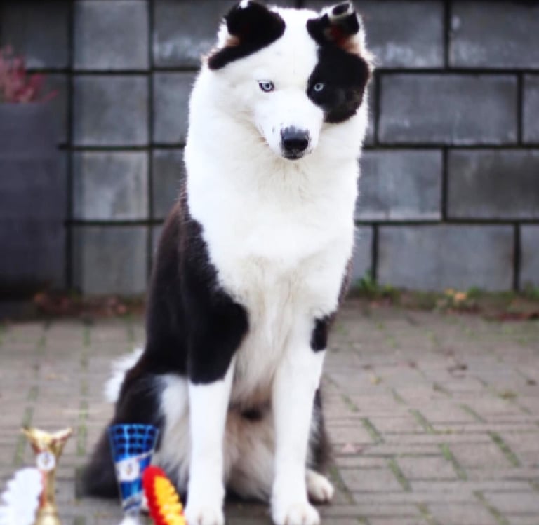 Yakutian laika breeders