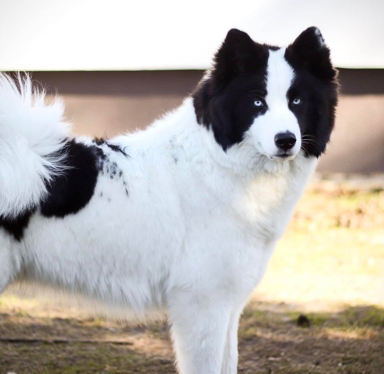 Best yakutian laika kennel