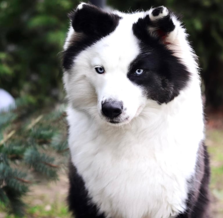 Yakutian laika breeders