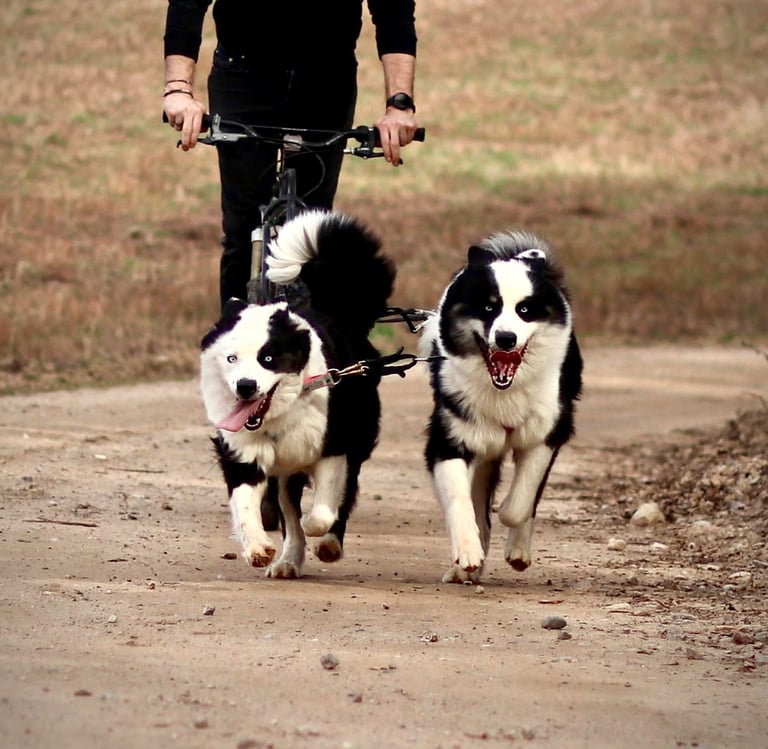 Yakutian laika breeders