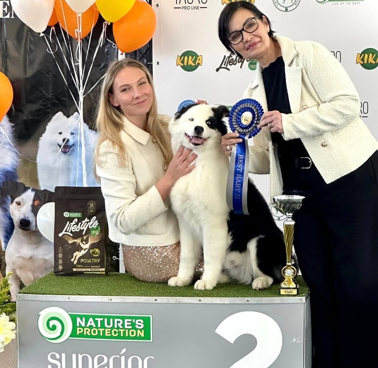 Yakutian laika europe