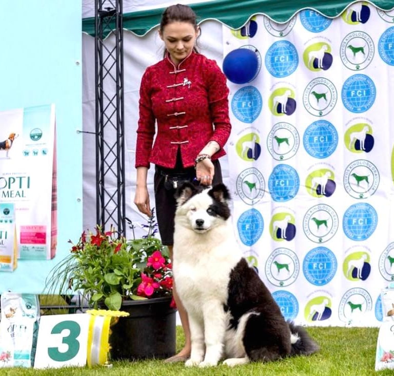 Yakutian laika europe