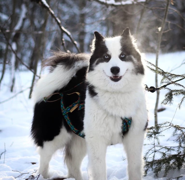 Yakutian laika kennel