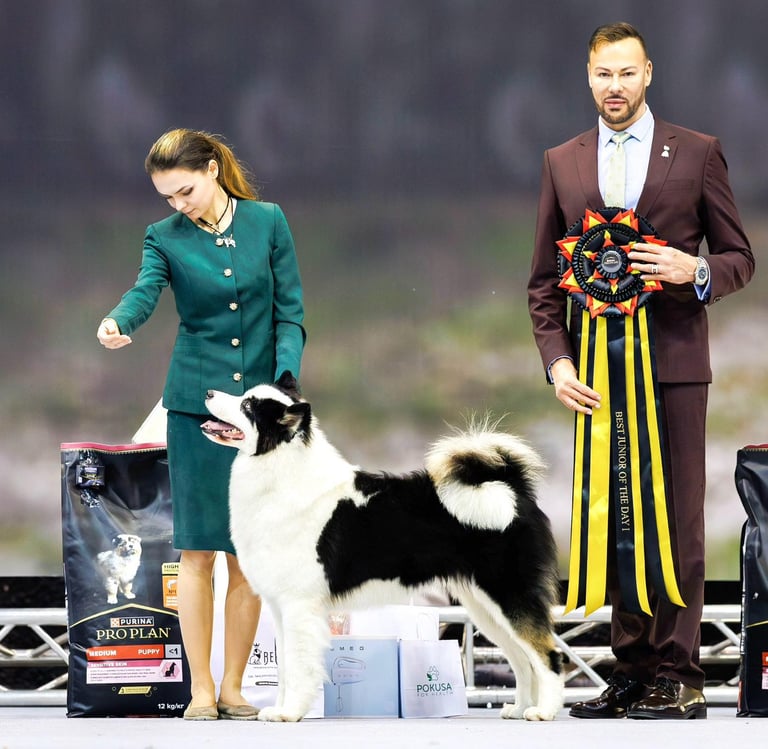 Yakutian laika dog show yakutian laika breeder