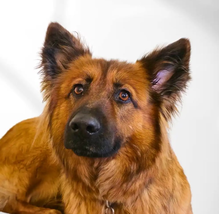 Ida_unser_Sparfuchs_Immobilienagentur_AurImmo