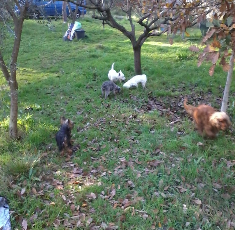 Guardería de día para perros