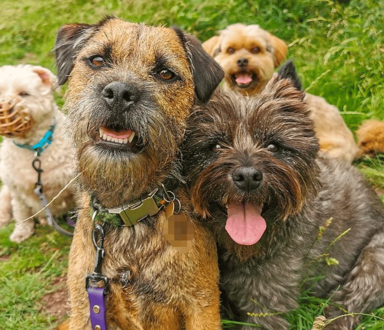  Barney, Rufus, Pip and Freddie enjoying a group dog walk in Edinburgh