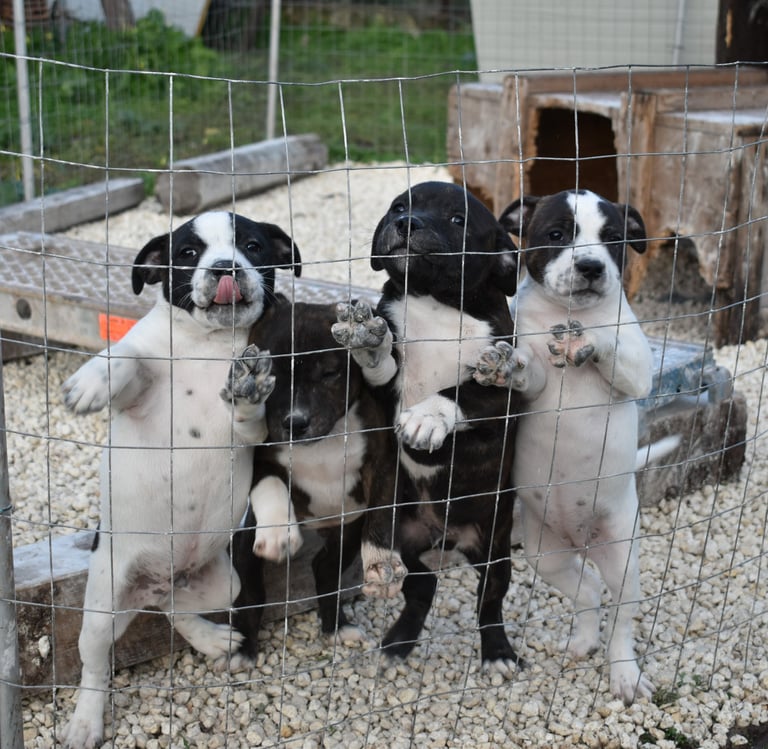 Cuccioli di Staffordshire Bull Terrier in estate